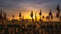 Ondergaande zon met grassen en granen