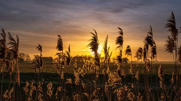 Ondergaande zon met grassen en granen van Miranda Heemskerk