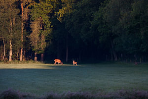 In het morgenlicht