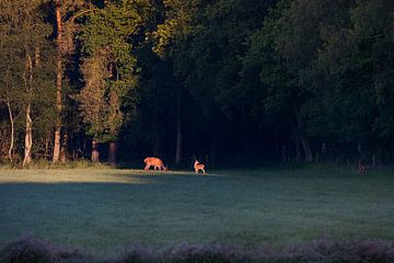 In het morgenlicht by Evert Jan Kip