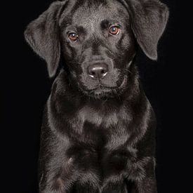 labrador retriever sur Tony Wuite