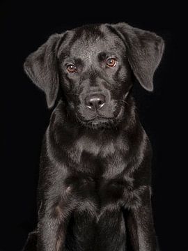 labrador retriever van Tony Wuite