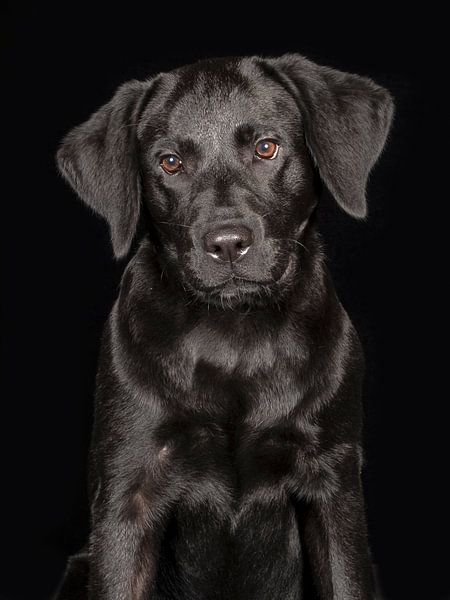 labrador retriever by Tony Wuite