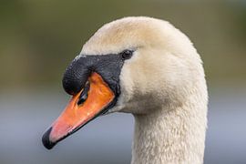 mute swan by henk bouwhuis