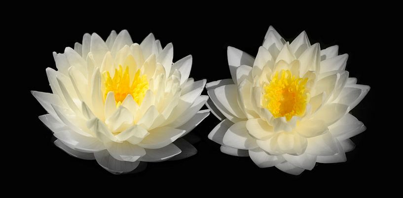Two white water lilies by Corinne Welp