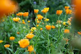 Orange und Grün