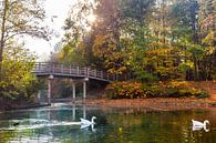 Herfst in het Wandelbos in Tilburg van Evelien Oerlemans thumbnail