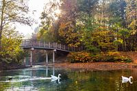 Herfst in het Wandelbos in Tilburg