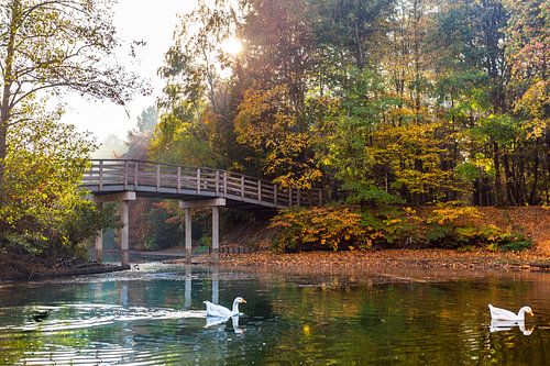 Herfst in het Wandelbos in Tilburg van Evelien Oerlemans