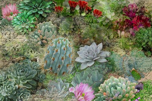 Succulentes avec écriture incorporée