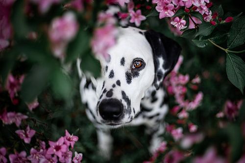 Dalmatian dog among flowers