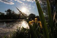 Narcis in bloei