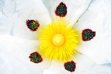 Close up van een bloeiend gum rotsroosje - Cistus ladanifer van Eye on You
