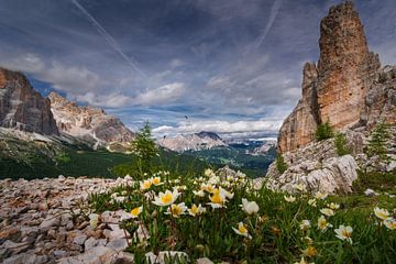 Alpenbloemen in de Dolomieten van Alex Neumayer