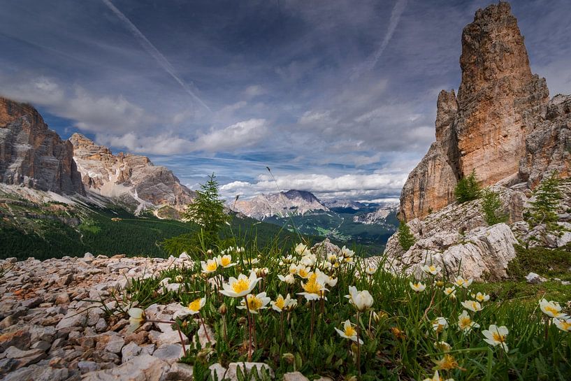 Almblumen bei den Dolomitten von Alex Neumayer