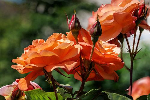 Westerland shrub rose blossoms