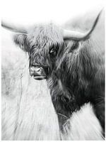 Highlander in Schwarz und Weiß