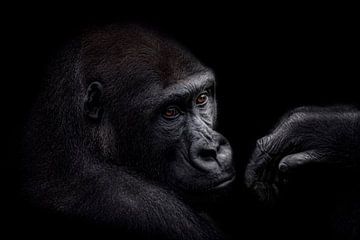 The young gorilla with the beautiful eyes van Ron Meijer Photo-Art
