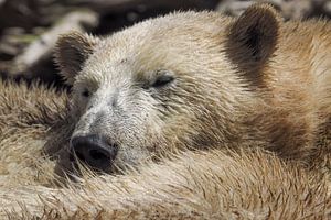 Ours polaire : Zoo de Blijdorp