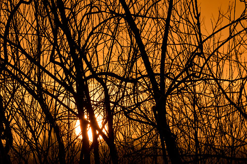zonsondergang in de Dordsche Biesbosch