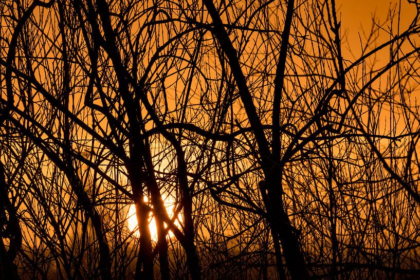 zonsondergang in de Dordsche Biesbosch by Jelle Mijnster