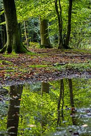 Reflection of the colourful forest in a pool of water by Bram Lubbers