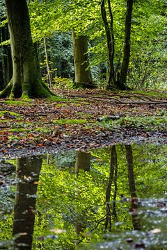 Reflectie van het kleurrijke bos in een plas water van Bram Lubbers