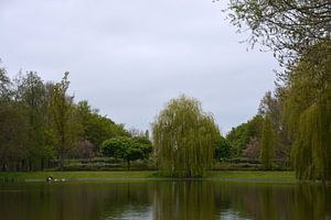 Trauerweide in der Nähe des Teiches im Pioenpark in Groningen