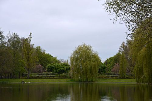 Treurwilg aan de vijver in het Pioenpark in Groningen