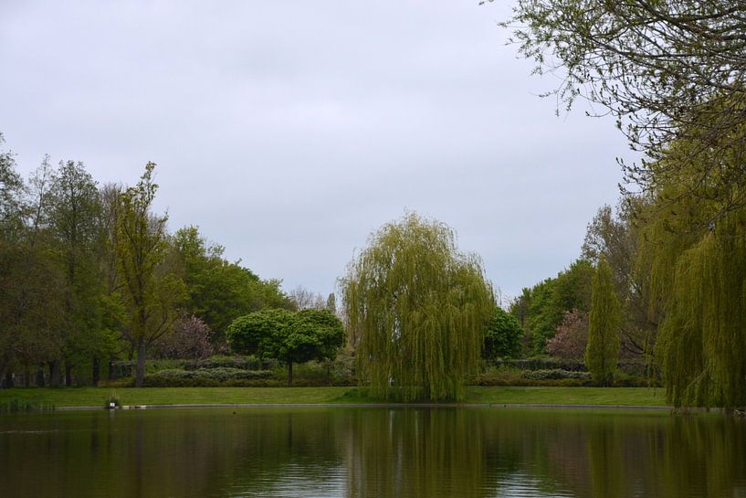 Saule pleureur près de l'étang dans le Pioenpark de Groningen. par FotoGraaGHanneke