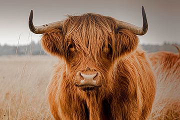 portret schotse hooglander van M. B. fotografie