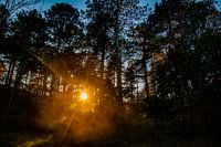 Zon schijnt door bomen heen.