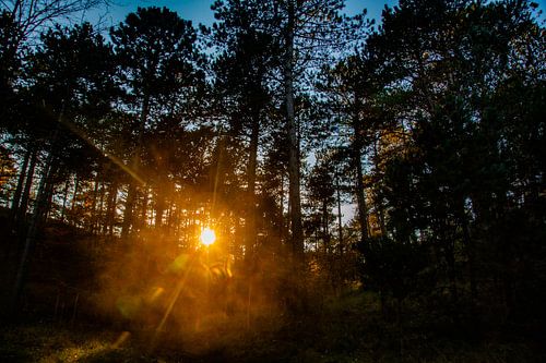 Sun shines through trees.