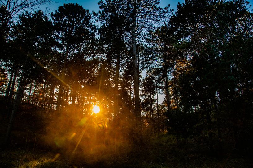 Zon schijnt door bomen heen. van Hartsema fotografie