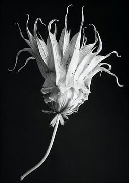 Bloemen zwart wit - Floral 02 van Sander Hupkes
