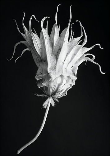 Blumen schwarz und weiß - Floral 02