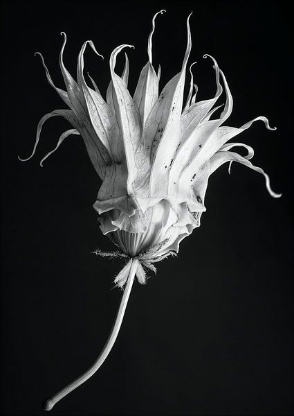 Blumen schwarz und weiß - Floral 02 von Sander Hupkes