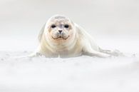 Young seal on the beach - Natural Wadden Sea by Anja Brouwer Fotografie thumbnail