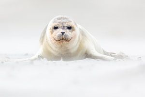 Young seal on the beach - Natural Wadden Sea