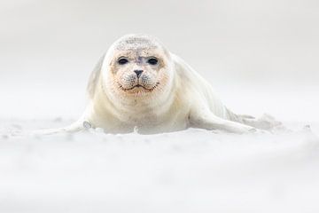 Young seal on the beach - Natural Wadden Sea by Anja Brouwer Fotografie