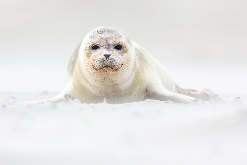 Young seal on the beach - Natural Wadden Sea by Anja Brouwer Fotografie