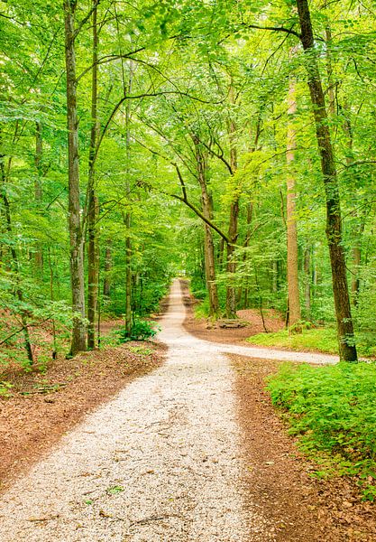 Bospad langs bomen met frisgroene bladeren op een lentedag van Alex Winter