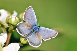 Blue butterfly by Miranda Rijnen Fotografie
