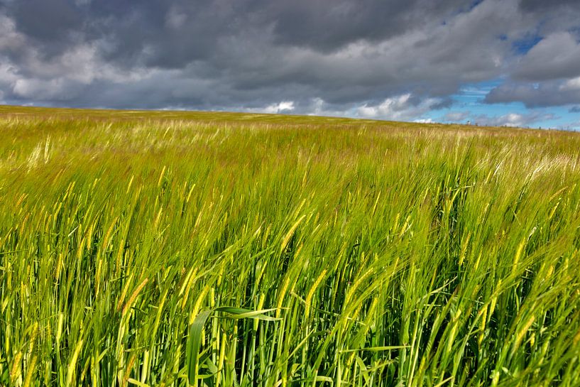 Cornfield in the wind by Jürgen Wiesler