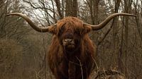 Manger le taureau écossais Highlander dans les dunes avec de grosses cornes