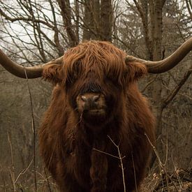 Fressender schottischer Highlander-Bulle in den Dünen mit großen Hörnern von Wendy de Waal