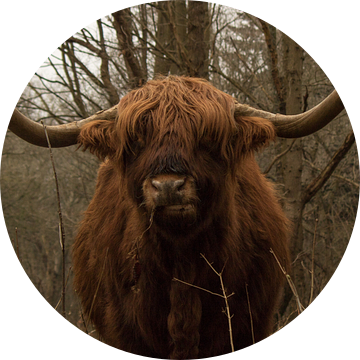 Etende Schotse Hooglander stier in de duinen met grote hoorns van Wendy de Waal