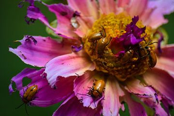 La fleur comme repas pour les insectes sur Winfred van den Bor