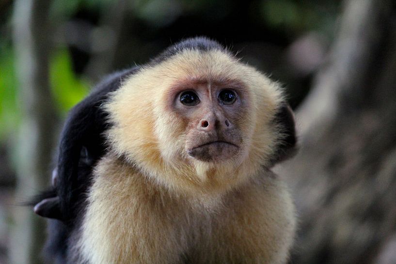 Kapuzineräffchen Costa Rica von Berg Photostore