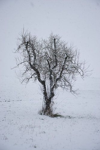 Winterstilte van Ingrid de Vos - Boom
